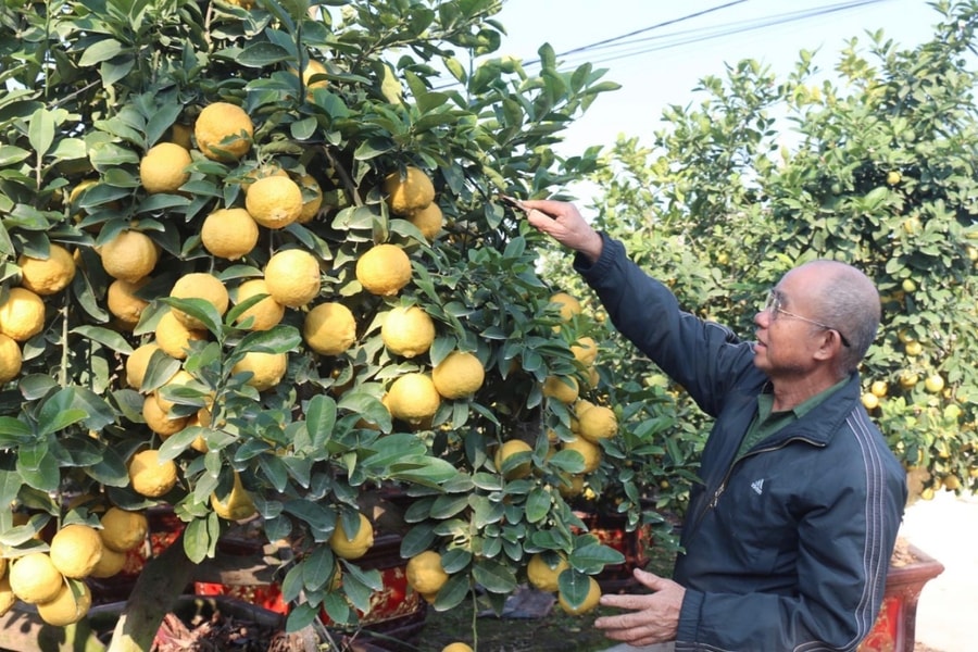 Ornamental lemon gardens bustle in preparation for Tet