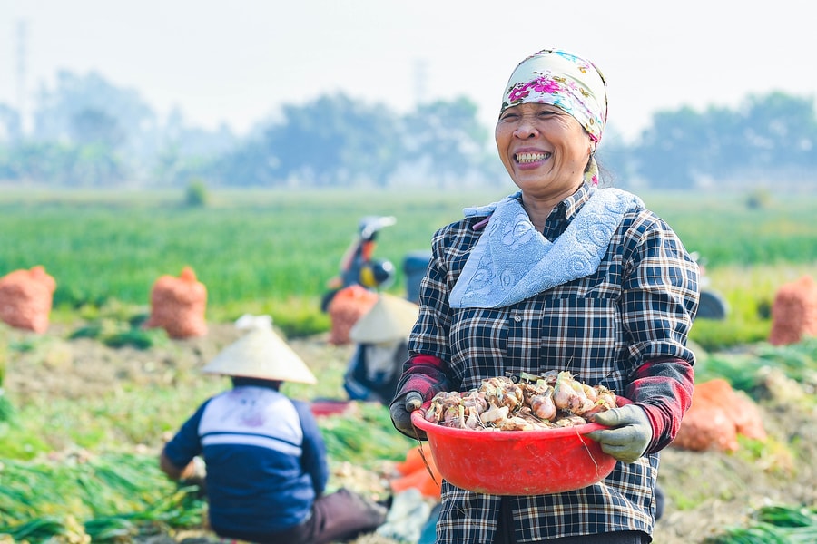 Nông dân Hải Phòng 'trúng' vụ hành sớm
