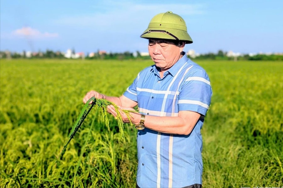Bí thư chi bộ 'đánh thức' 31 ha ruộng hoang
