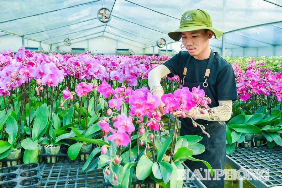 Nông dân Hải Phòng 'bắt' Lan Hồ Điệp nở đúng Tết nhờ công nghệ