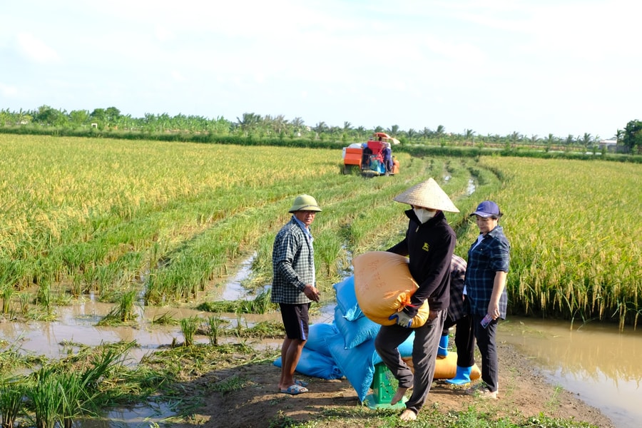 Sản xuất lúa - rươi, cơ hội làm giàu của nông dân
