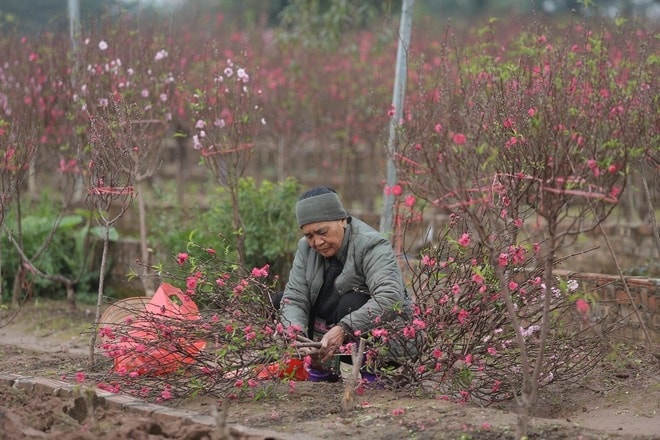 Vườn đào nhà em