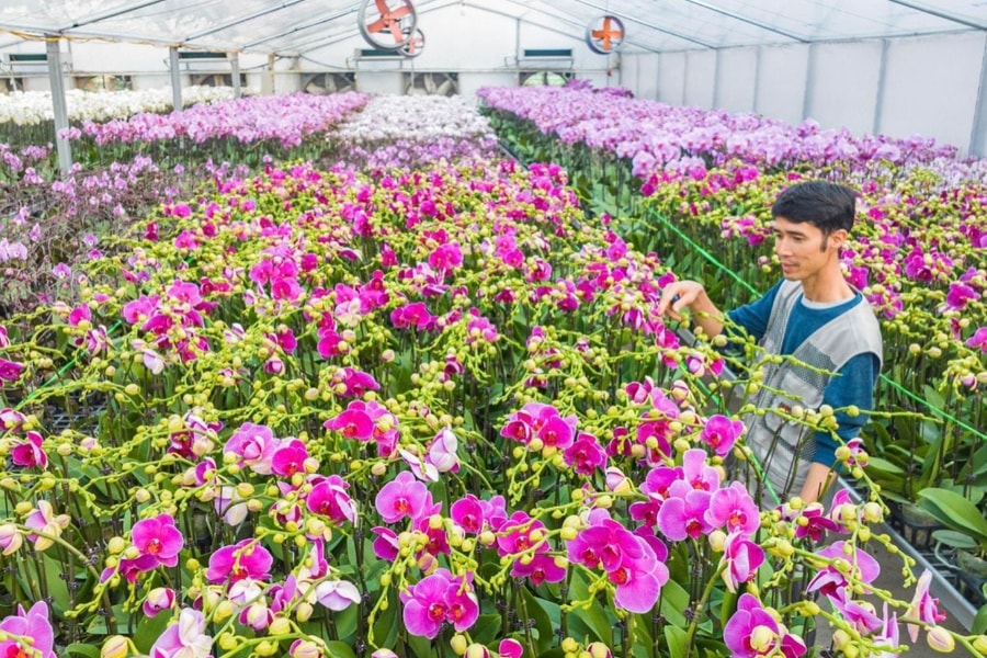 Technologies help Phalaenopsis orchid bloom right on Tet