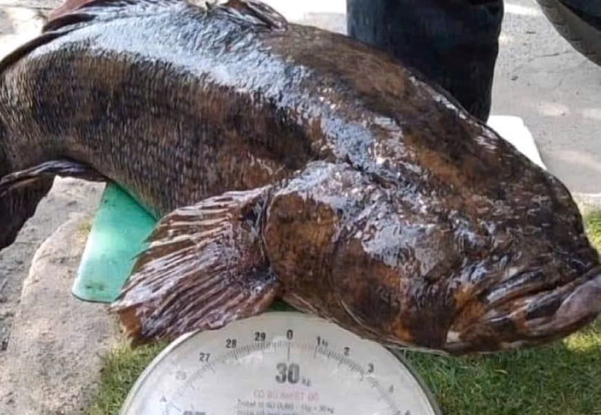 Cá bống tượng phương Nam được nuôi thành công ở Hải Phòng