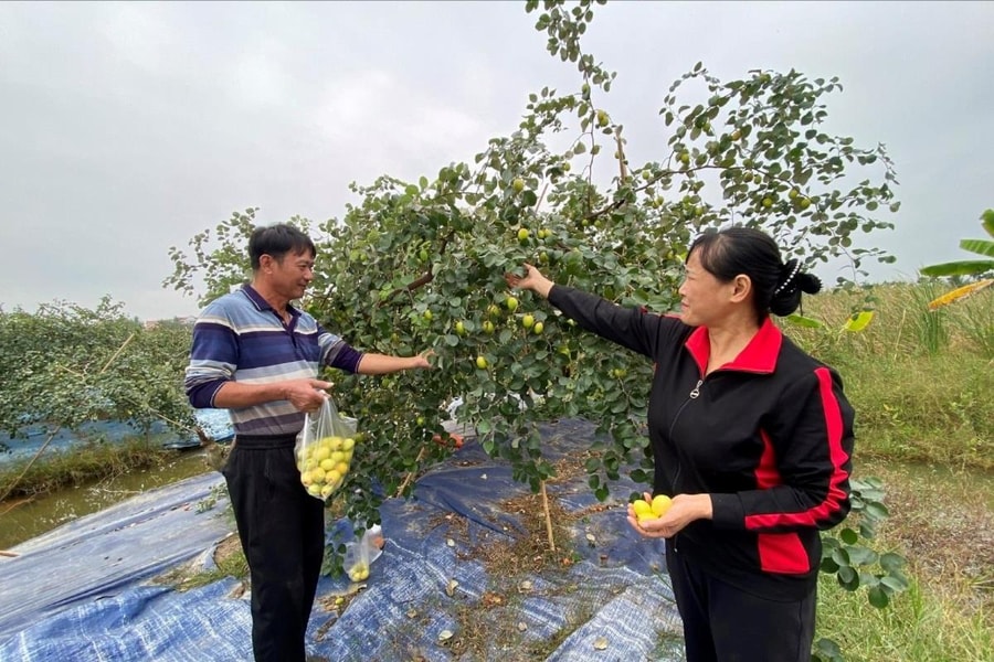 Biến đồng hoang thành vườn táo trĩu quả, thu tiền tỷ mỗi năm