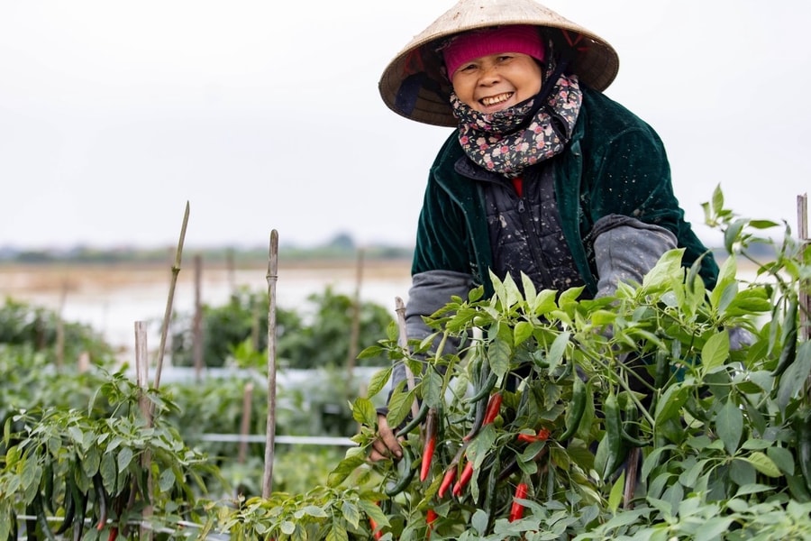Nam Thanh Mien farmers have bumper crop of chilies