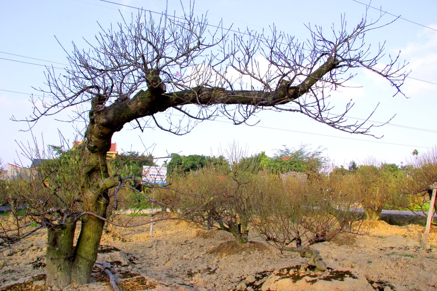 Đào, quất An Dương đón Tết