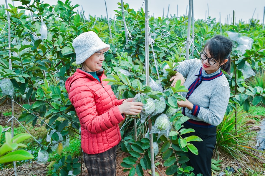 Ổi Hà Nam vào vụ Tết