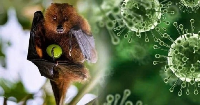 Ấn Độ khống chế dịch Nipah, châu Á tăng cường giám sát