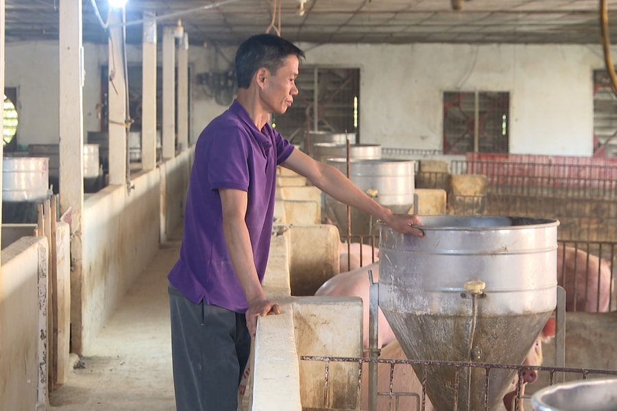 Người chăn nuôi trúng vụ lợn Tết