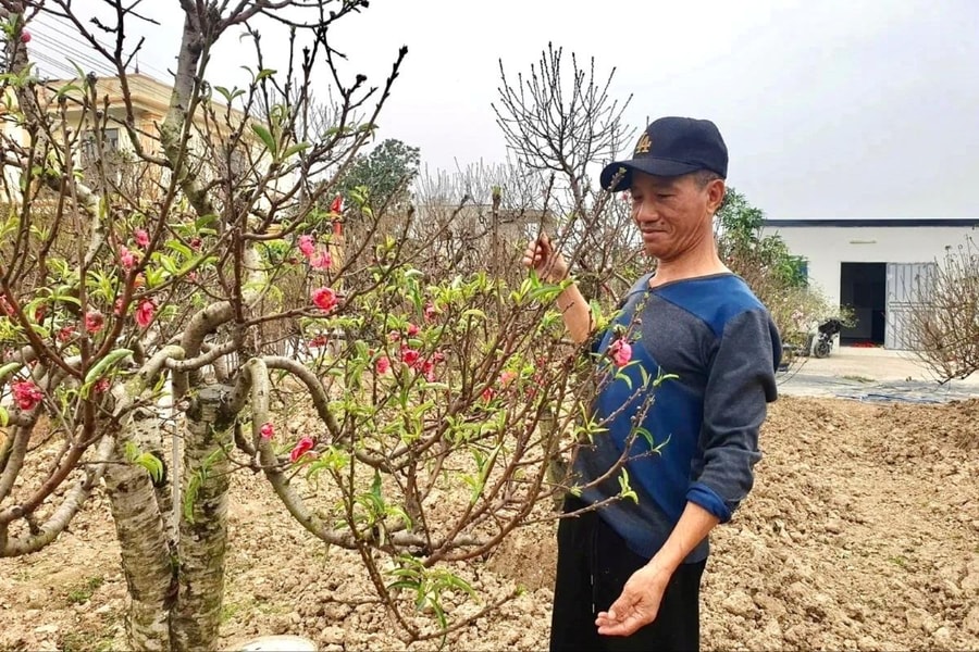 Vườn đào 'canh' Tết