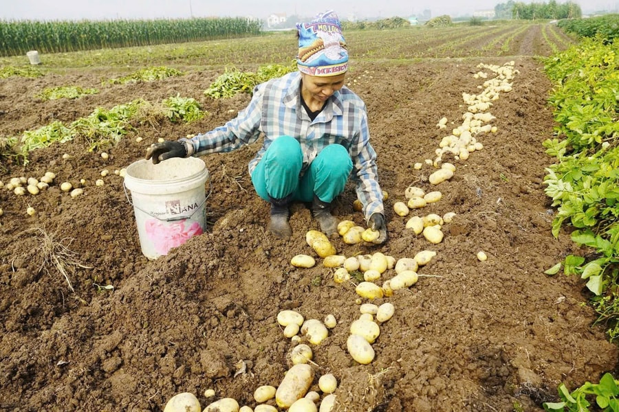 Nông dân Hải Phòng thu lãi từ 150 – 175 triệu đồng mỗi ha khoai tây