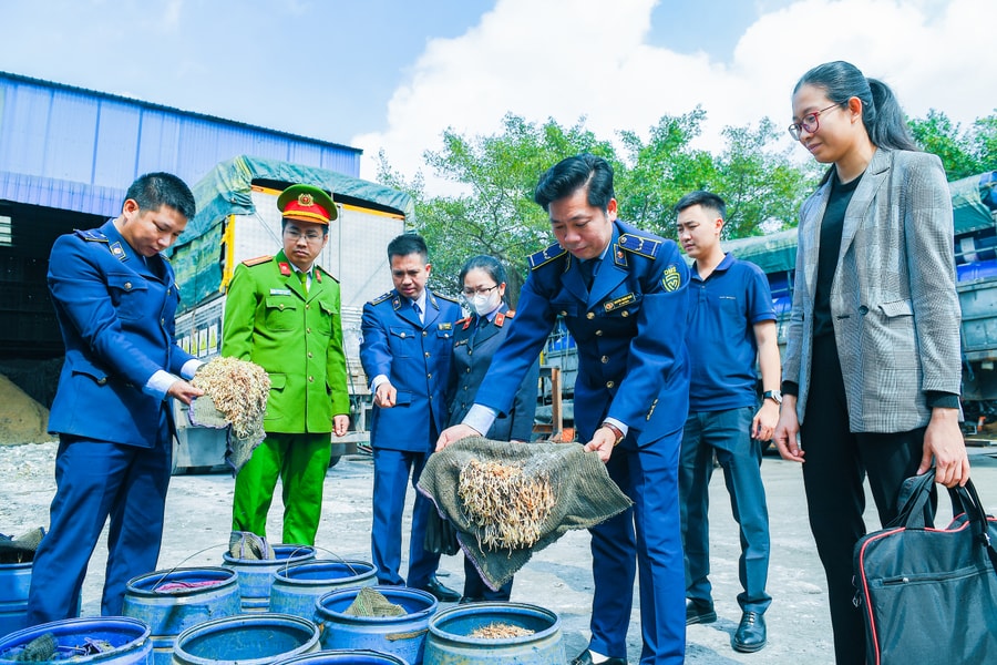 Hải Phòng tiêu hủy số lượng lớn giá đỗ có sử dụng hóa chất 6-Benzylaminopurine