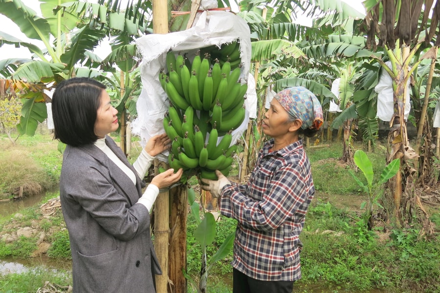 Các vùng chuyên canh chuối Tết ở Hải Phòng được mùa, được giá