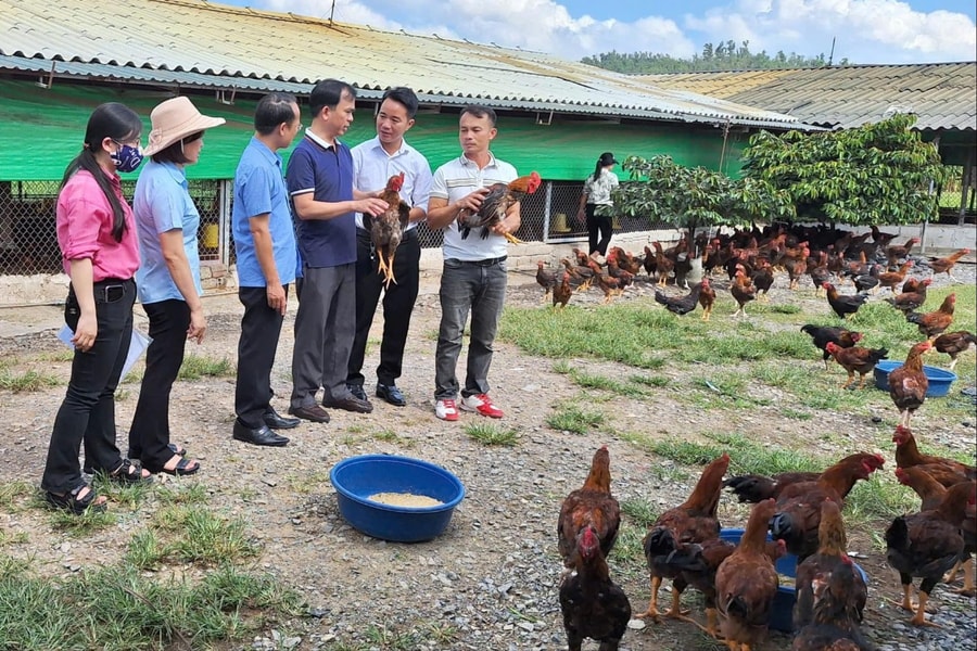 Người tiêu dùng mê gà thả vườn hữu cơ dịp Tết