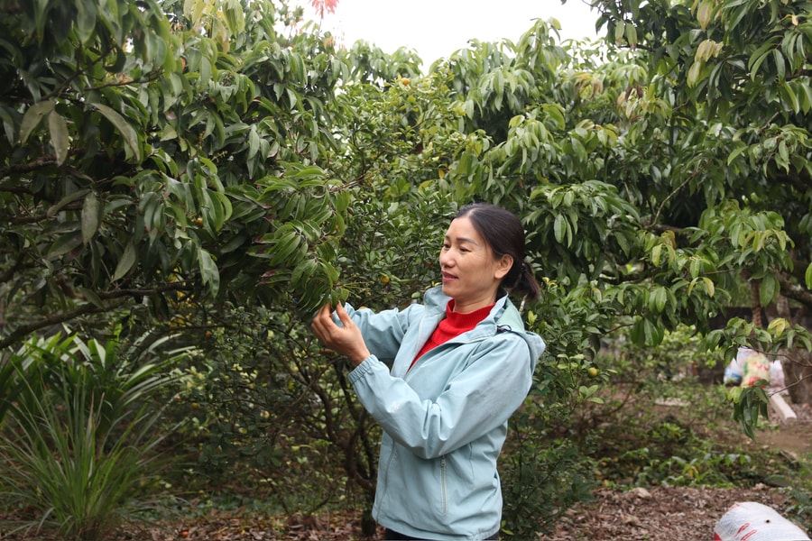 Nông dân Hải Phòng ‘canh’ vải ra hoa