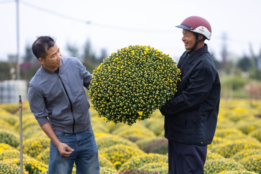 Cúc mâm xôi nhuộm vàng vùng đất Tân Hưng dịp Tết