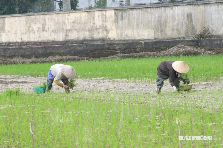 Chủ động phòng chống rét cho mạ và lúa mới cấy