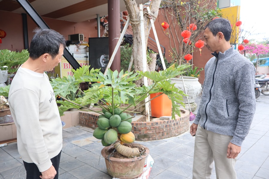 ‘Săn’ cây độc, lạ đón Tết