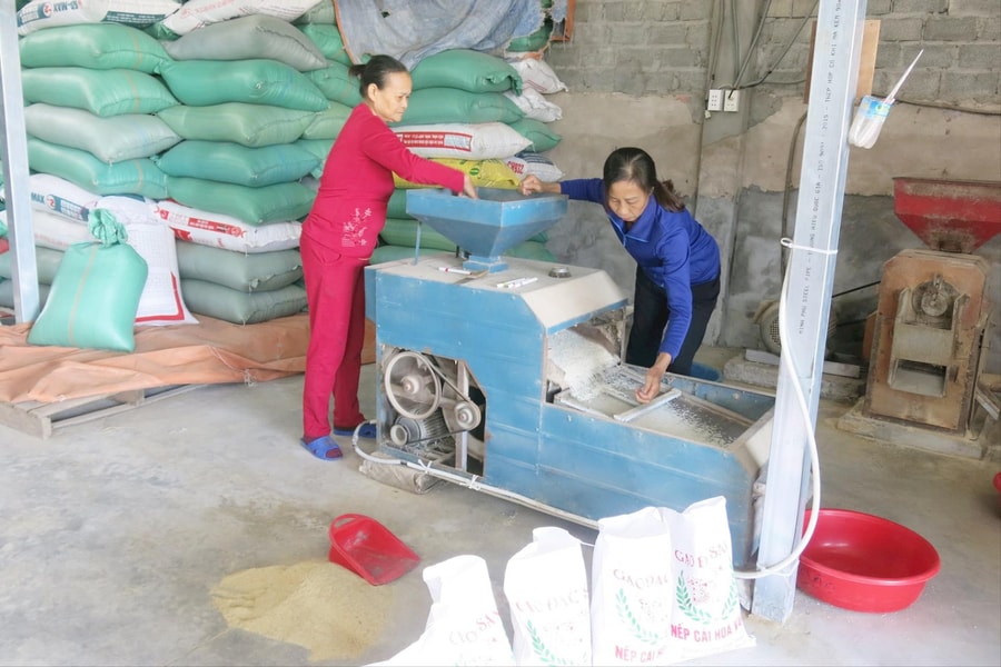 Lúa nếp đặc sản, nức tiếng gần xa
