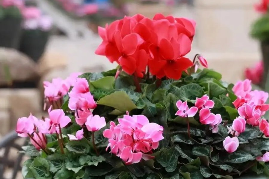 Những loại hoa nên đặt phòng khách ngày Tết, vừa sang nhà vừa đón lộc
