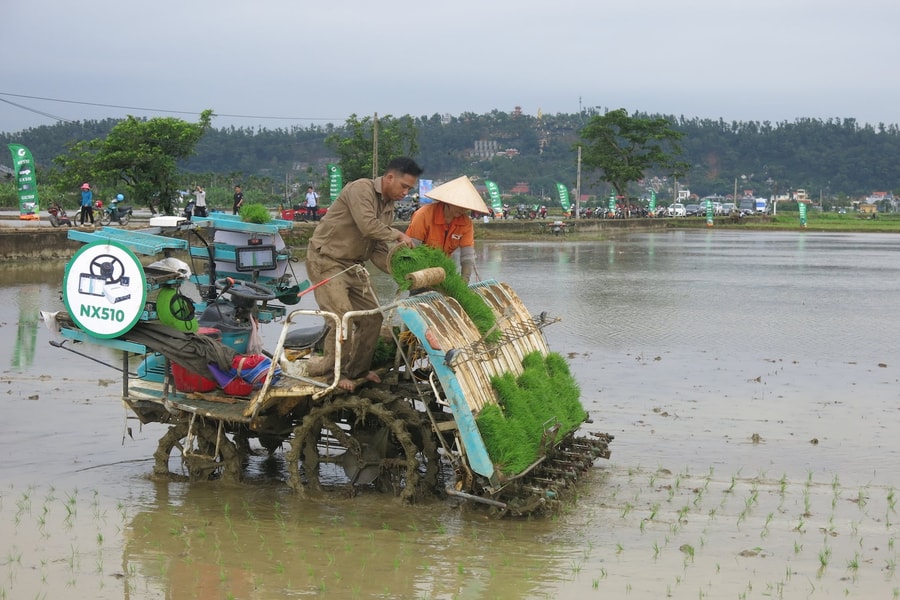 Vui xuống đồng gieo cấy lúa xuân