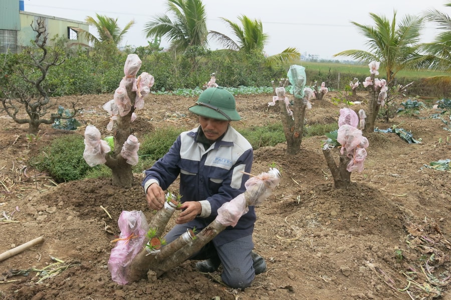 Nông dân hối hả vào vụ sản xuất mới