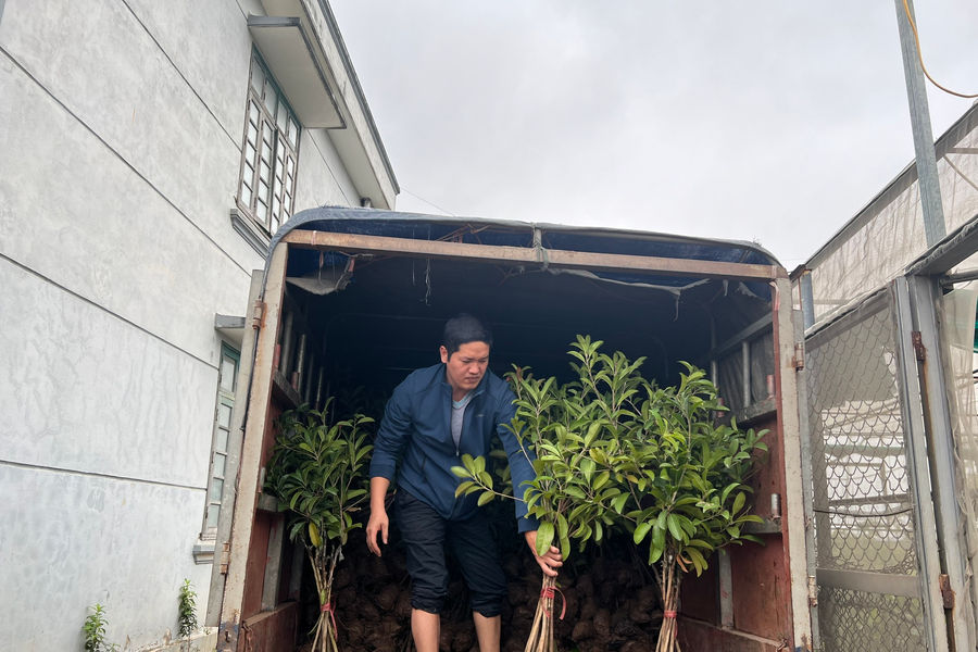 Viện Cây lương thực và Cây thực phẩm chuẩn bị gần 1 triệu cây giống phục vụ Tết trồng cây