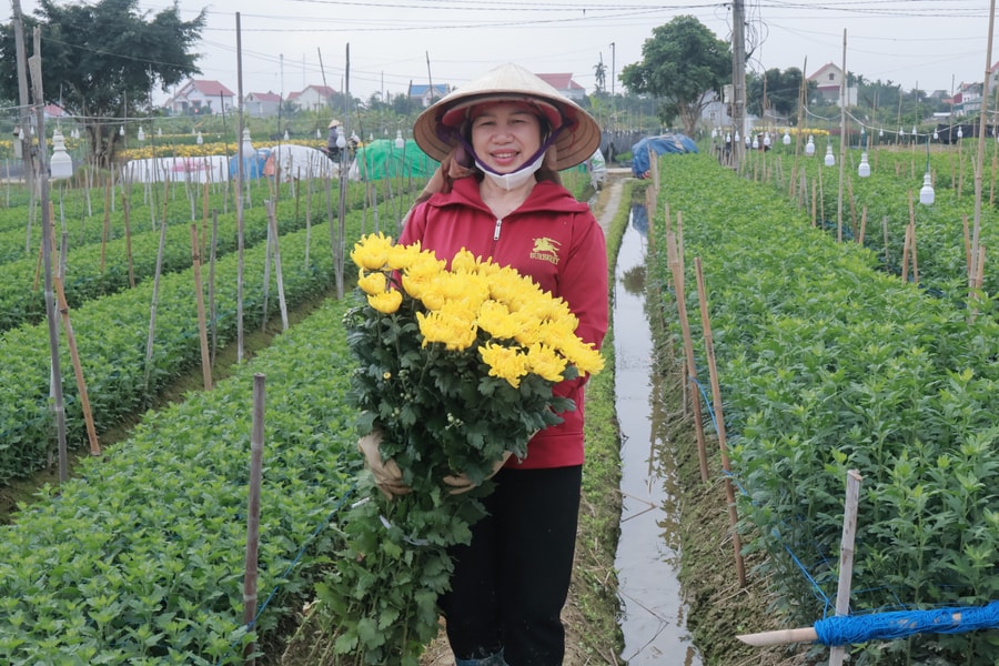 Nông dân An Thành thu gần 15 tỷ đồng từ vụ hoa Tết