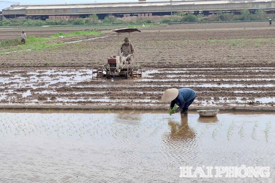 Gấp rút đổ ải để kịp vụ lúa xuân khu vực Kinh Môn