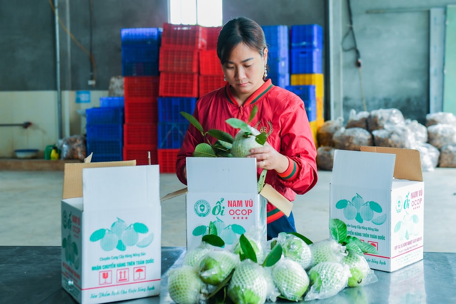 Phát triển bền vững thương hiệu ổi Hà Nam