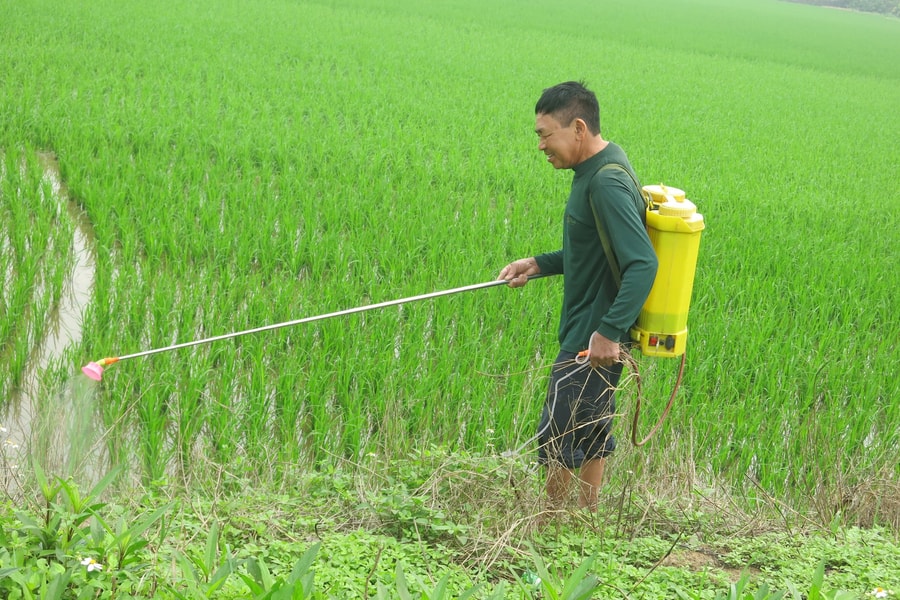 Hải Phòng cơ bản hoàn thành gieo cấy lúa xuân