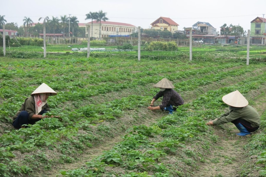 Thời điểm giao mùa, rau xanh bắt đầu tăng giá