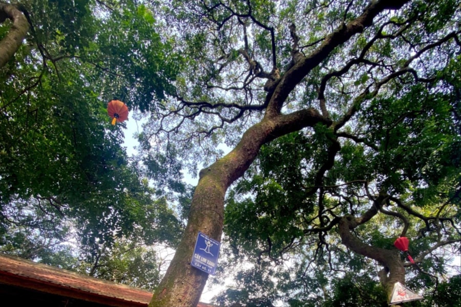 Kỳ thú rừng lim cổ thụ trên núi Thiên Bồng
