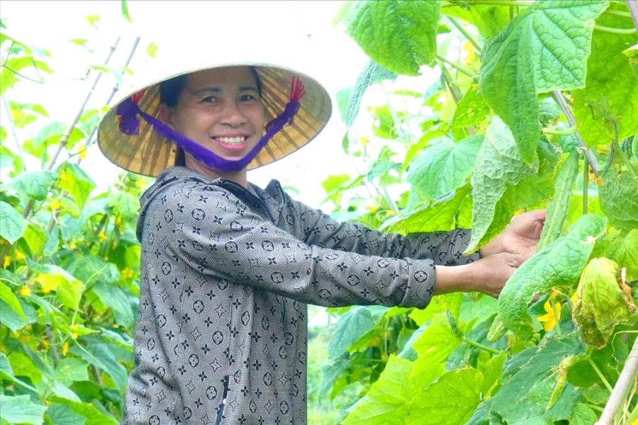 Nông dân phường Ái Quốc thu lãi cao từ dưa chuột VietGAP