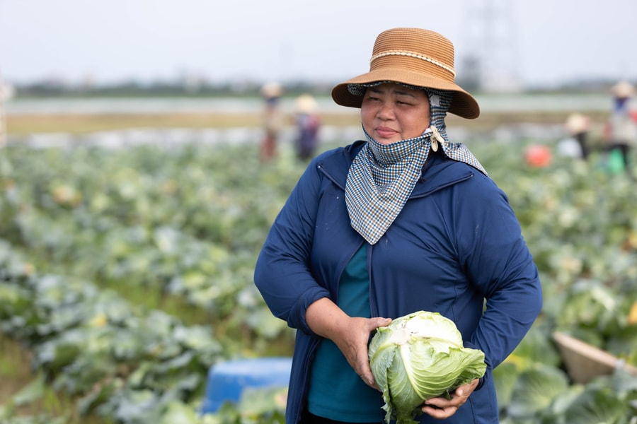 Nỗi lo khi rau củ 'quá lứa lỡ thì' ở Thanh Miện