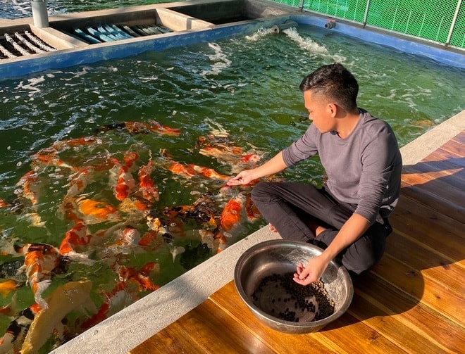 Ương nuôi cá koi trong ao đất ở Hải Phòng