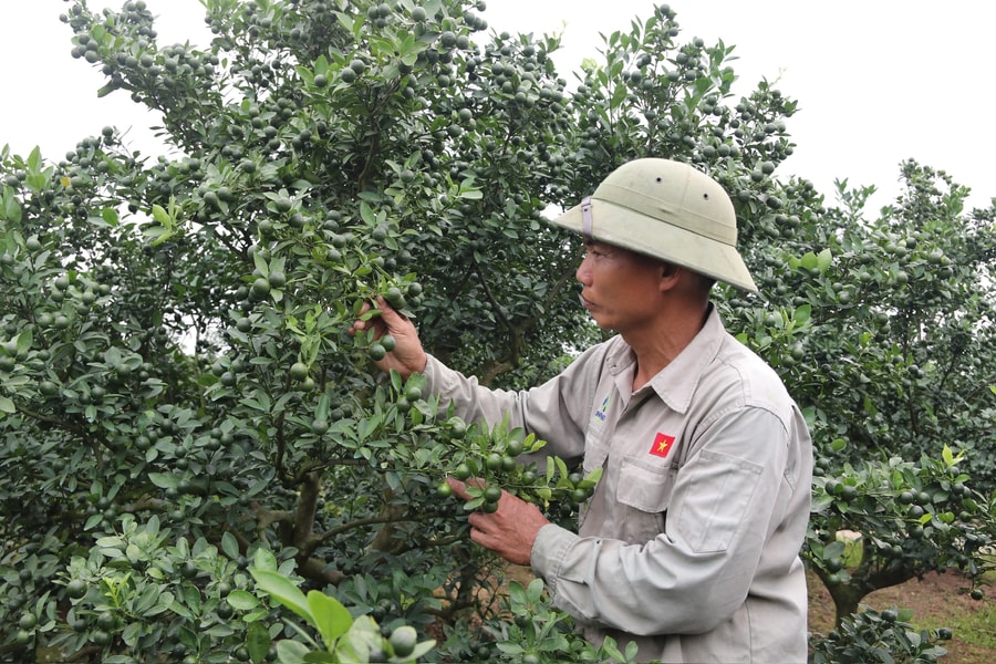 Nông dân Thanh Hà 'trúng' vụ quất