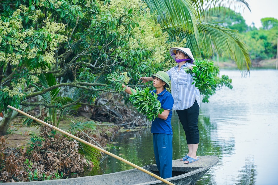 Xã Thanh Hà thành lập 18 tổ sản xuất vải xuất khẩu