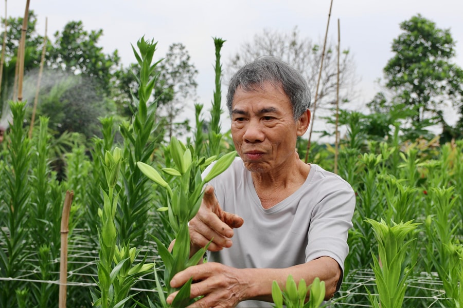 Hoa loa kèn 'bén rễ' đất Phù Liễn