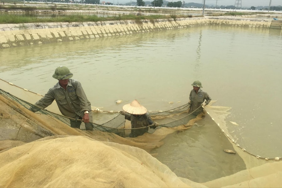 Sản xuất nông nghiệp, lâm nghiệp, thủy sản Hải Phòng quý I đạt hơn 18,4 nghìn tỷ đồng