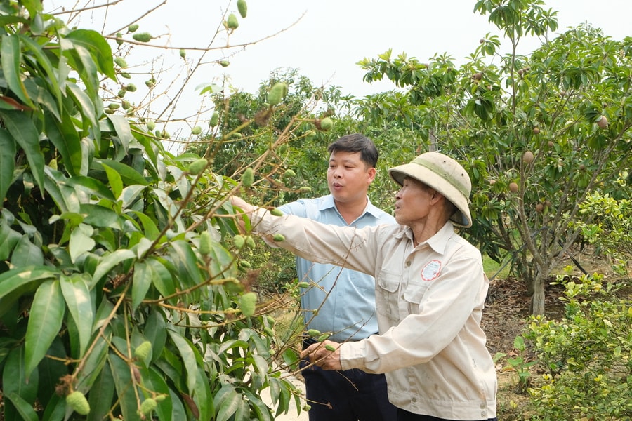 'Thủ phủ' vải sớm ở Hải Phòng chuẩn bị vào vụ thu hoạch