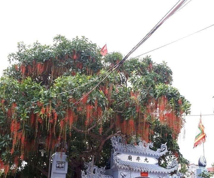 Huyền tích ba khúc gỗ hóa thiêng nơi đền Mẫu Vừng
