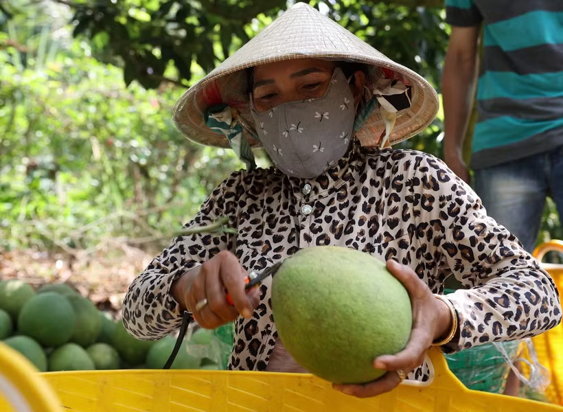 Australia announces import conditions for Vietnamese pomelos
