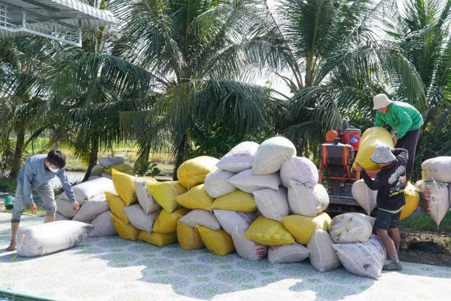 Giá lúa gạo trong nước duy trì đà tăng, xuất khẩu khởi sắc trở lại