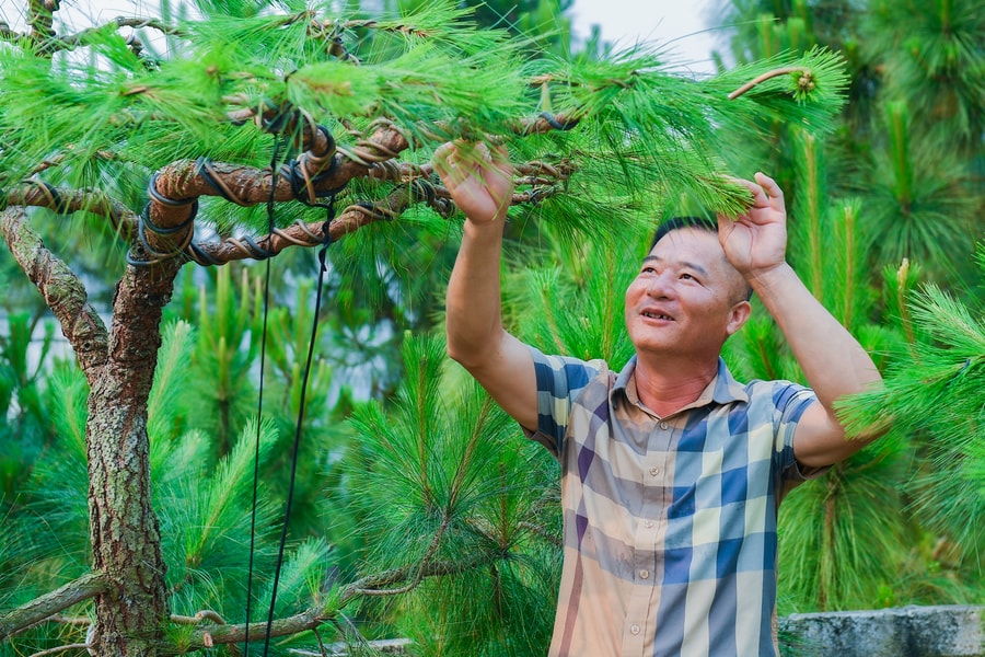 Phát triển nghề trồng thông cảnh