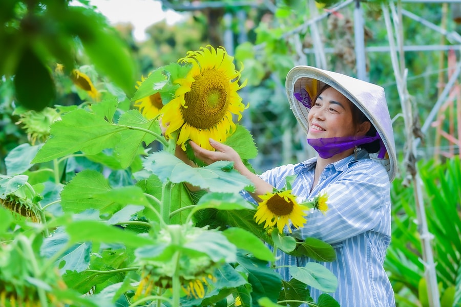 Khi nông dân làm du lịch