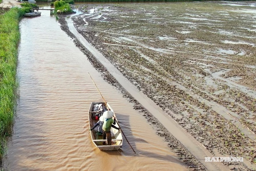 Đưa gạo hữu cơ ruộng rươi ở Hải Phòng ra thị trường quốc tế