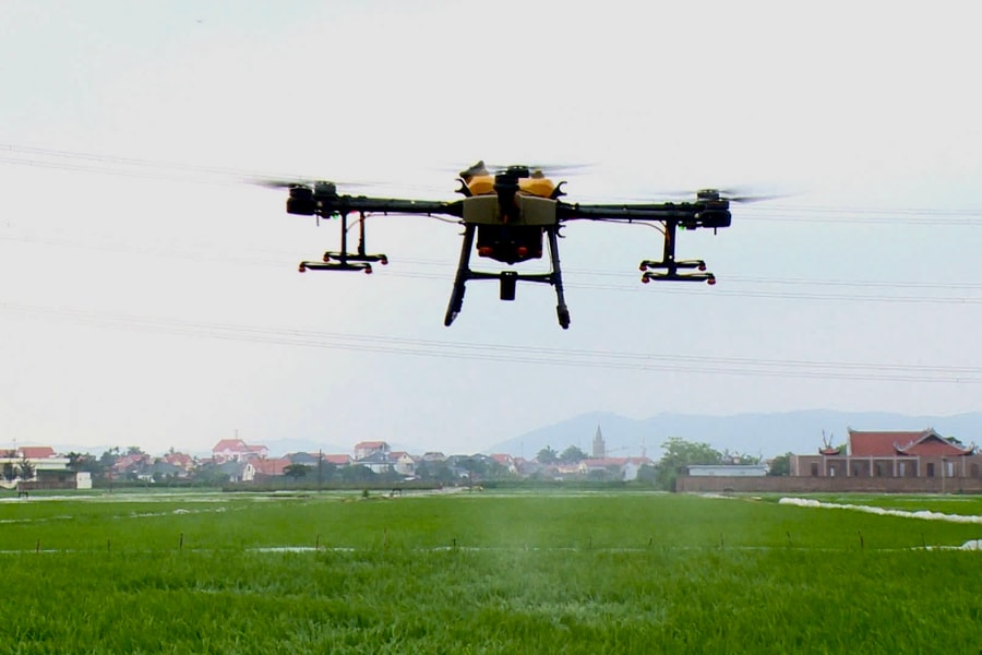 Hai Phong has 948 concentrated rice production zones