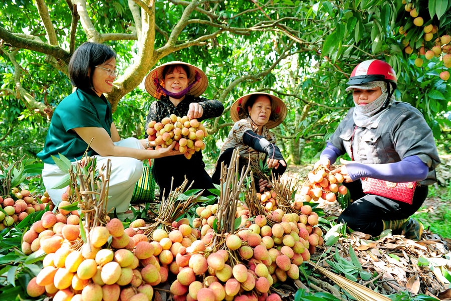 Mùa vải sớm ở Hà Đông